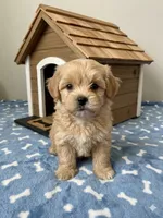 Dax, a male Shihpoo for sale in Gurnee, IL – 1 of 1