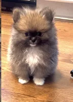 Tiny Boy, a male Pomeranian for sale in Gurnee, IL – 3 of 5
