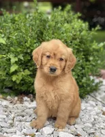 Rett, a male Golden Retriever for sale in Gurnee, IL – 2 of 2