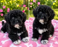 Boo, a female Miniature Bernedoodle for sale in Gurnee, IL – 1 of 1