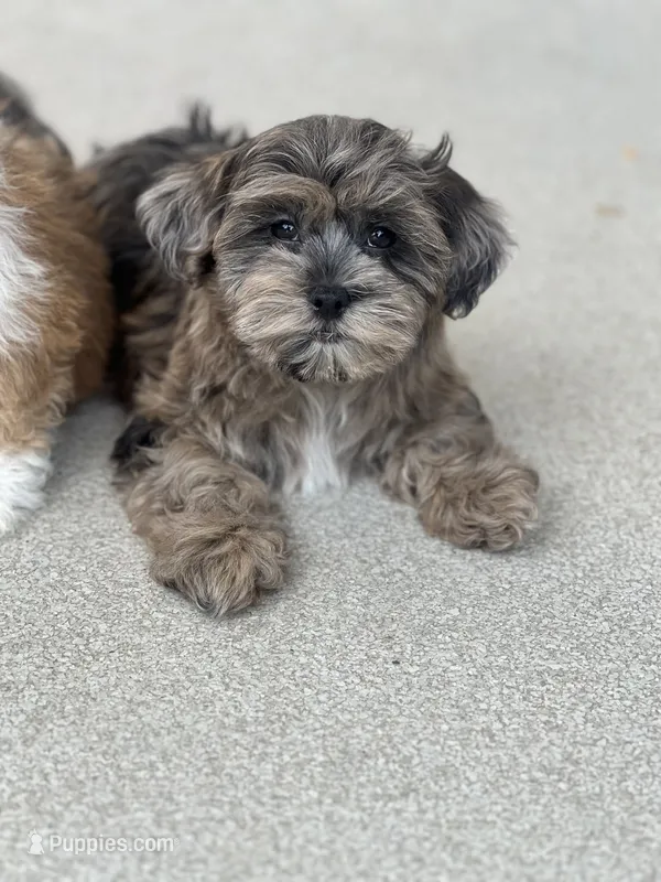 Luna – Havapoo puppy for sale in Gurnee, IL