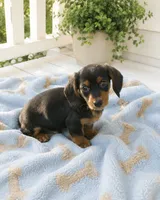 Spike, a male Miniature Dachshund for sale in Gurnee, IL – 1 of 1