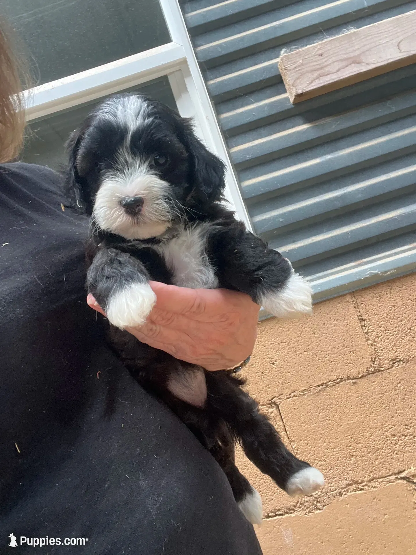 Rain, a female Havapoo for sale in Gurnee, IL – 3 of 5