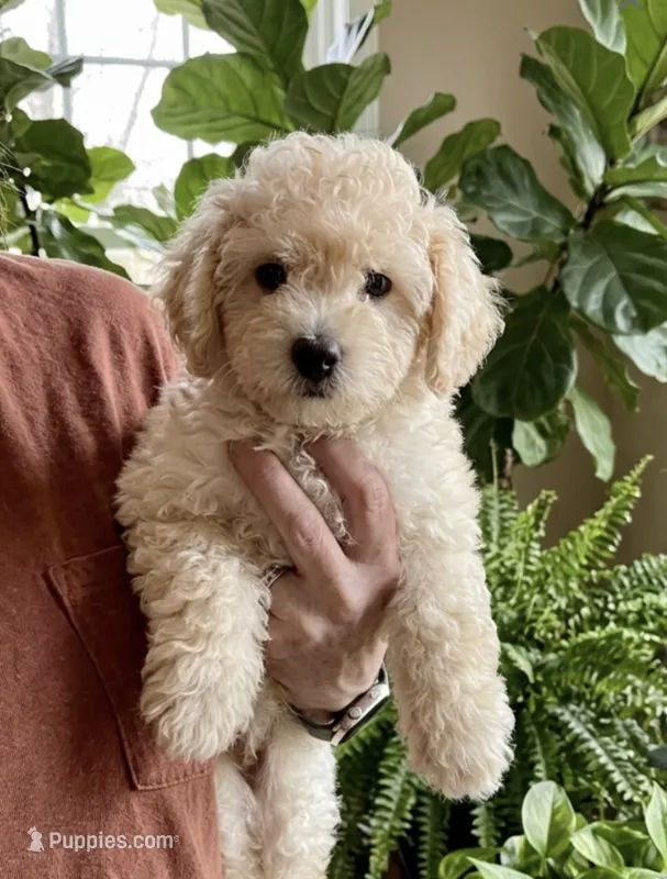 Ivy – Bichpoo puppy for sale in Gurnee, IL