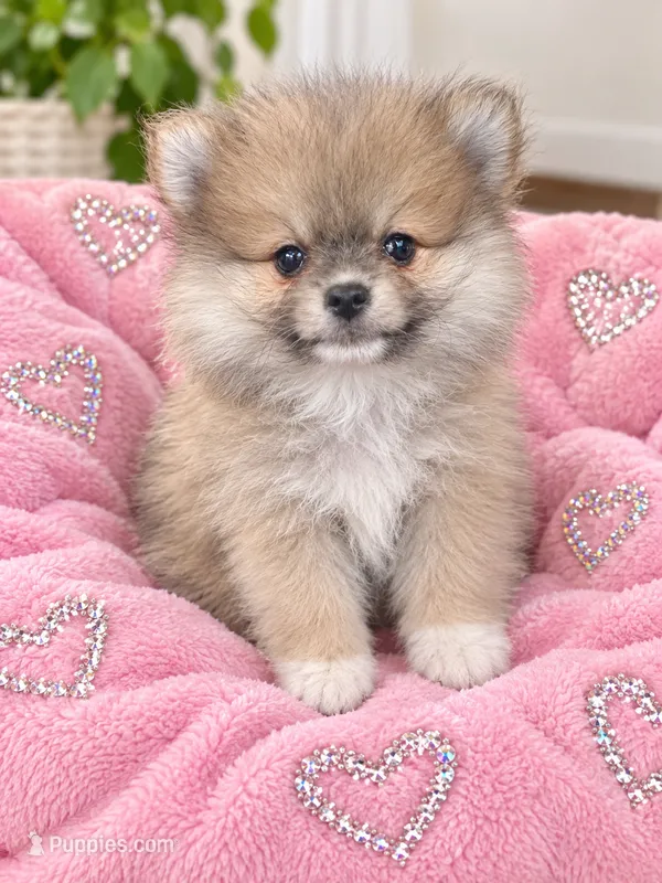 Mia – Pomeranian puppy for sale in Gurnee, IL
