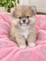 Mia, a female Pomeranian for sale in Gurnee, IL – 1 of 1