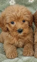 Maggie Toy size, a female Miniature Goldendoodle for sale in Gurnee, IL – 6 of 7