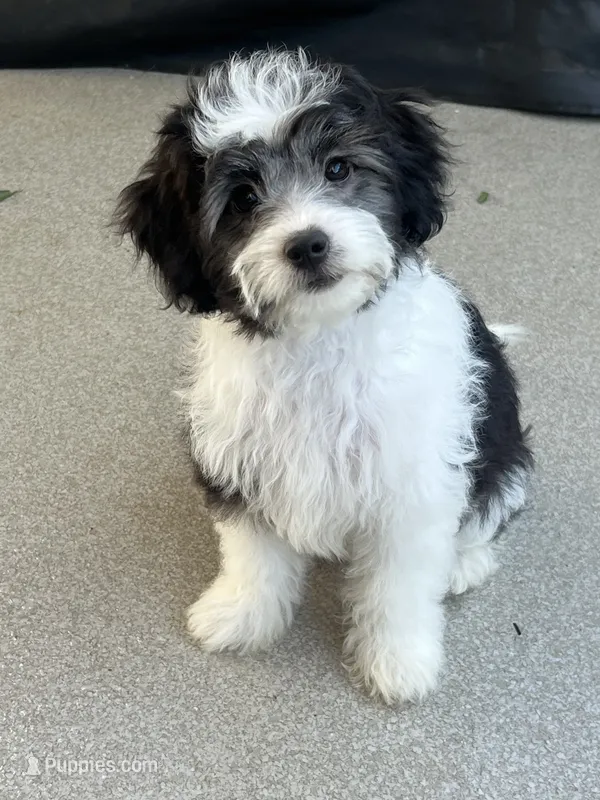 Nina – Havapoo puppy for sale in Gurnee, IL