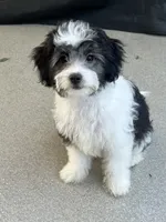 Nina, a female Havapoo for sale in Gurnee, IL – 6 of 8