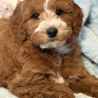 Sawyer, a male Miniature Goldendoodle for sale in Gurnee, IL – Photo 4 of 4