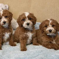 Sawyer, a male Miniature Goldendoodle for sale in Gurnee, IL – Photo 3 of 4