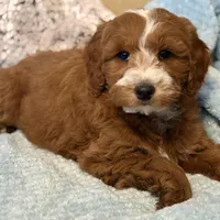 Sawyer, a male Miniature Goldendoodle for sale in Gurnee, IL – Photo 1 of 4