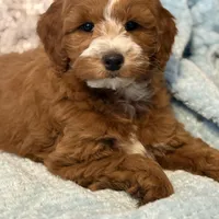 Sawyer, a male Miniature Goldendoodle for sale in Gurnee, IL – Photo 2 of 4