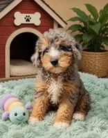 Dazzle, a female Miniature Bernedoodle for sale in Gurnee, IL – 1 of 1