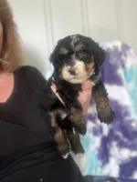 Kitsey, a female Miniature Bernedoodle for sale in Gurnee, IL – 2 of 3