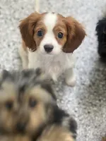 Charlie, a male Cavalier King Charles Spaniel for sale in Gurnee, IL – 2 of 4