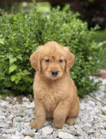 Rett, a male Golden Retriever for sale in Gurnee, IL – 1 of 2