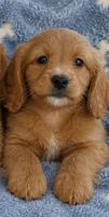 Tigger Toy size, a male Miniature Goldendoodle for sale in Gurnee, IL – 2 of 2