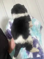 Luna, a female Miniature Bernedoodle for sale in Gurnee, IL – 2 of 2