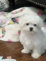 Jack AKC, a male Maltese for sale in Gurnee, IL – 3 of 4