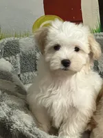 Lacey, a female Havamalt for sale in Gurnee, IL – 4 of 5
