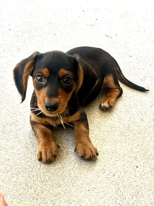 Spike – Miniature Dachshund puppy for sale in Gurnee, IL