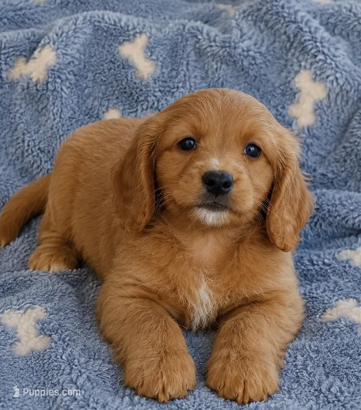 Tigger Toy size – Miniature Goldendoodle puppy for sale in Gurnee, IL