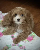 Nellie, a female Cavapoo for sale in Gurnee, IL – 3 of 5