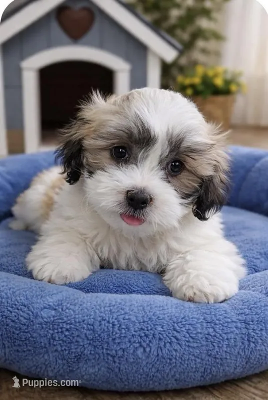 Rio – Shichon puppy for sale in Gurnee, IL