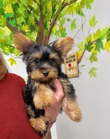 Zack, a male Yorkshire Terrier for sale in Gurnee, IL – 1 of 1