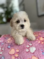 Leah, a female Maltipoo for sale in Gurnee, IL – 3 of 4