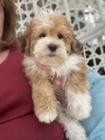 Jack, a male Havapoo for sale in Gurnee, IL – 2 of 4