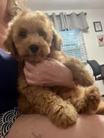 Lynus, a male Miniature Labradoodle for sale in Gurnee, IL – 3 of 5