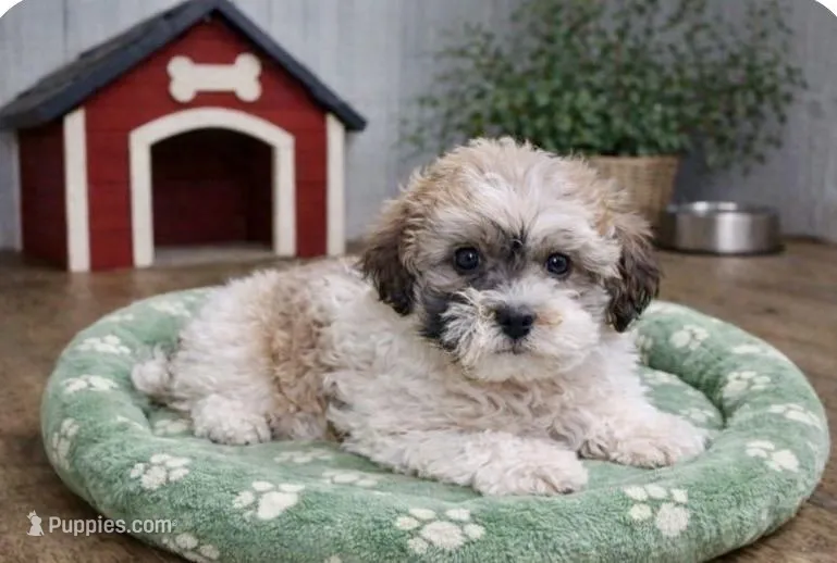 Lily – Shichon puppy for sale in Gurnee, IL