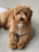 Nellie, a female Miniature Goldendoodle for sale in Gurnee, IL – 3 of 5
