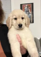 Mick, a male Golden Retriever for sale in Gurnee, IL – 2 of 5