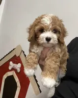 Vinnie, a male Cavapoo for sale in Gurnee, IL – 3 of 3