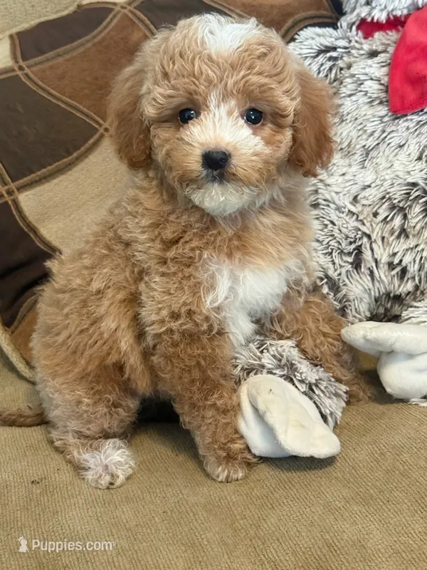Zoe – Miniature Goldendoodle puppy for sale in Gurnee, IL