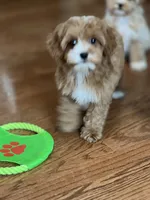 Nellie, a female Cavapoo for sale in Gurnee, IL – 5 of 5