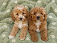 Maggie Toy size, a female Miniature Goldendoodle for sale in Gurnee, IL – 5 of 7