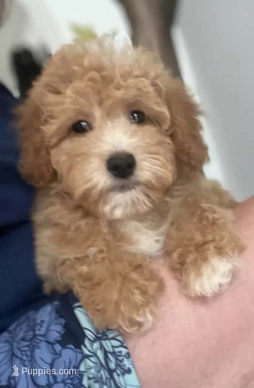 Daisy – Miniature Goldendoodle puppy for sale in Gurnee, IL
