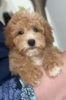 Daisy, a female Miniature Goldendoodle for sale in Gurnee, IL – 1 of 1