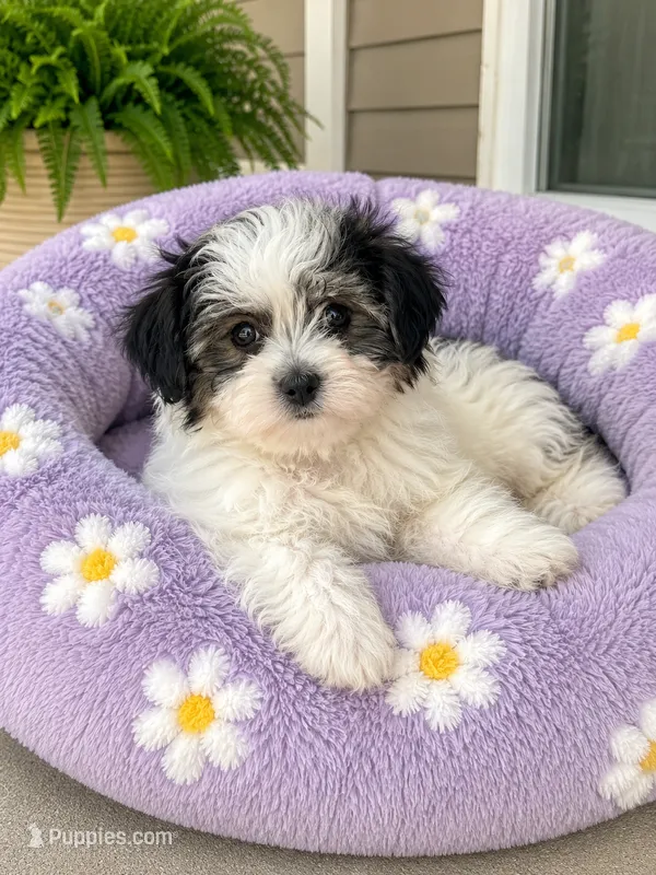 Nellie – Havamalt puppy for sale in Gurnee, IL