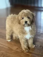 Fiona, a female Miniature Goldendoodle for sale in Gurnee, IL – 2 of 3