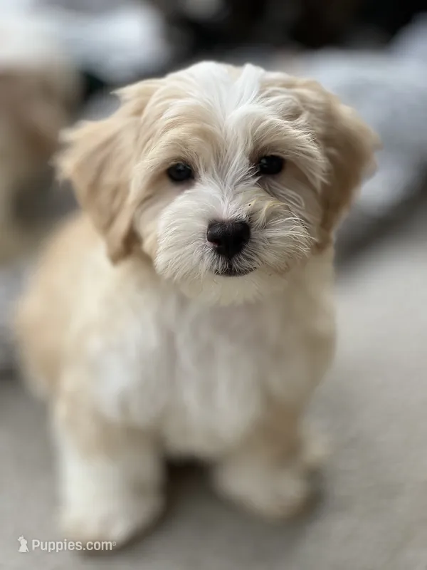 Chance – Havapoo puppy for sale in Gurnee, IL