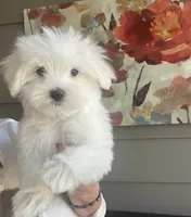 Eddie, a male Maltese for sale in Gurnee, IL – 3 of 3