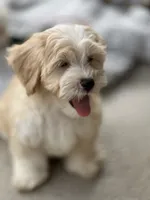 Chance, a male Havapoo for sale in Gurnee, IL – 2 of 5