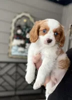 processed/a3048a5a-dd71-4f69-8a88-2794975825bf/listing/8089b341-0c11-4677-9650-931f698f3fd3/4acb9716-e0fb-4673-9d21-7337cfddf8fe