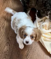 processed/a3048a5a-dd71-4f69-8a88-2794975825bf/listing/8089b341-0c11-4677-9650-931f698f3fd3/6b60ebe6-e4a8-4f31-90ea-7acd118dc517