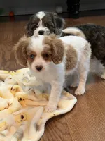 processed/a3048a5a-dd71-4f69-8a88-2794975825bf/listing/8089b341-0c11-4677-9650-931f698f3fd3/a9e170fc-a2ec-4006-9869-aa391760a1f6